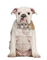 Tous nos chiots bulldog anglais sont vendus enregistrés au ccc, micropucés, à jour pour leurs vaccinations & vermifuges, bien socialisés et avec un kit de départ. Chiot Bulldog Anglais 4 Mois Peintures Murales Tableaux Bulldog Anglais Sur Toute La Longueur Decoupe Myloview Fr