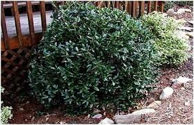 Check spelling or type a new query. Dwarf Burford Holly Dwarf Burford Holly Holly Landscaping Bushes And Shrubs