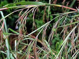 Image result for Themeda