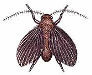 Check spelling or type a new query. Drain Fly Q A Small Black Insects Flying In Laundry Room