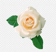 Amerikanische weiße blumenstrauß mason jar est. T Shirt Centifolia Rosen Blumenstrauss Weisse Rose Kunstliche Blume Hintergrund Weiss Schwarz Weiss Png Pngwing
