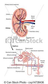 renal blood flow