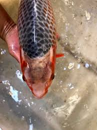 How often do koi fish reproduce? Help Is My Koi Sick Diagnose Symptoms Koi Fish Diseases With Free Health Checklist