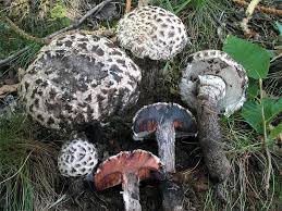 Old Man Of The Woods Strobilomyces Floccupus Edible Stuffed Mushrooms Mushroom Fungi Bird Bath