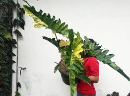 Maybe you would like to learn more about one of these? Philodendron Selloum Keistimewaan Pertumbuhan Dan Tips Merawatnya