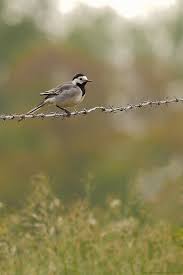 head like an orange european robin beautiful gif bird gif beautiful birds
