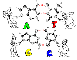 Maybe you would like to learn more about one of these? Topic 2 6 Structure Of Dna And Rna Amazing World Of Science With Mr Green