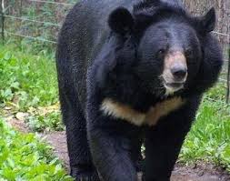 Asiatic Black Bear Range Map Bear Facts Habitat Behavior Diet Asian Black Bear Asiatic Black Bear Black Bear
