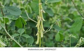 Image result for Crotalaria preladoi