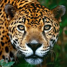 It is also a metaphor, often humorous, for someone or something a person relates to or admires. Spirit Animal Quiz What Is My Spirit Animal