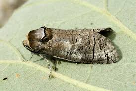 Image result for Cossus cossus