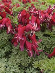 Burning Hearts Bleeding Heart Add Life To Those Hostas Such Great Shade Plants With The Long Blooming Stems Of He Shade Flowers Shade Garden Best Perennials