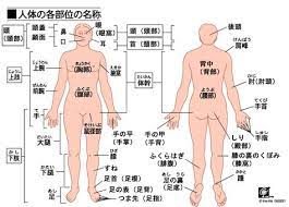 人体各部位の名称 人体 名称 人体 体