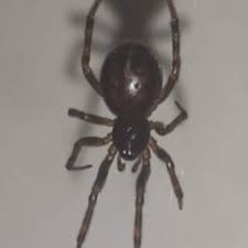 Itsy bitsy spider (pearl) james bond jr. Spiders In Sweden Species Pictures