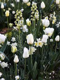 Why not try one of two for your garden this year? Beautiful Bulb Combinations Garden Bulbs Tulips Garden White Plants