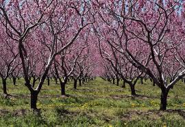 Check spelling or type a new query. Fruit Culture In Alabama Winter Chilling Requirements Alabama Cooperative Extension System