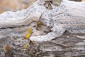 Image result for Cadaba glaberrima