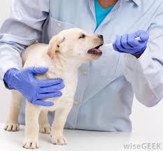 We did not find results for: What Can Cause Vomiting Foam With Pictures
