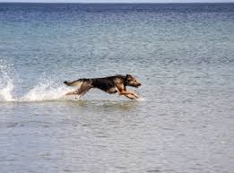 Waar kun je hondenpoepzakjes vinden? Gratis Afbeeldingen Strand Zee Kust Natuur Spelen Golf Rennen Nat Dier Zomer Zwemmen Huisdier Vacht Vakantie Fonkeling Race Honden Pret Groot Gewerveld Schepsel Wateren Dieren Wereld Oostzee Vreugde Van Het Leven
