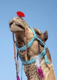 Check spelling or type a new query. Get Wall Art The Camel From Rajastan At 999 Lbb Shop