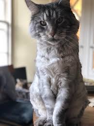 Dealing with a haircut that's too short is never fun, but with the right attitude you can make the best of your situation and even have fun with your new it really helped me cope with my short hair. Mainecoon Got A Haircut To Cope With The U K Heatwave Turns Out He S A Swish As Short Haired Cat Too Aww