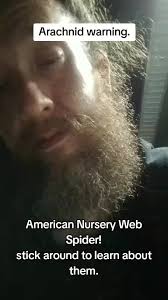 American Traditional Spider