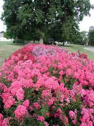 If the soil is too alkaline, the foliage may turn yellow. Crapemyrtle