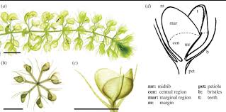 Image result for Aldrovanda vesiculosa