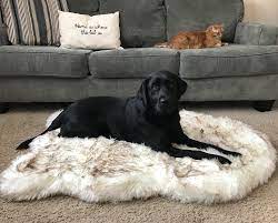 Dog owners often find themselves choosing between a home that's decorated for their own comfort and style, and one that can withstand life with dogs. The Best Carpet Choices For Pets Earlyexperts