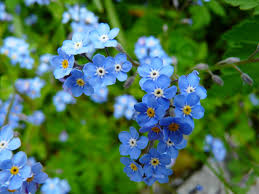 We did not find results for: 10 Best Shade Loving Plants Gardening Advice New England Today