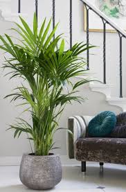 33 beauty indoor plants decor ideas for your home and apartment apartment plants plant decor indoor house plants decor