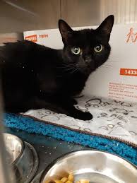 See reviews, photos, directions, phone numbers and more for the best animal shelters in springfield, ma. Michelle Wood Michellekwood à¦Ÿ à¦‡à¦Ÿ à¦°