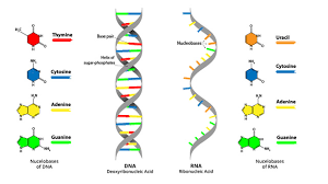 Dna Vs Rna 5 Key Differences And Comparison Technology