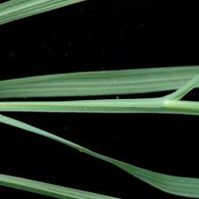 Image result for Afrosolen bainesii