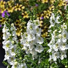 Image result for Angelonia