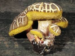 Image result for Xerocomellus diffractus