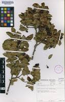 Image result for Grewia microthyrsa