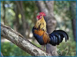 Tips Dan Cara Agar Ayam Bekisar Rajin Berkokok Gacor Juara Nasional Dunia Fauna Hewan Binatang Tumbuhan Hewan Binatang Hewan Peliharaan