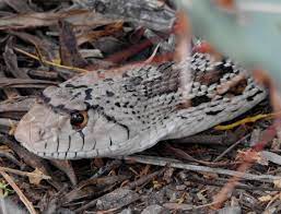 Sonoran Gopher Snake Pituophis Catenifer Affinis Snake Lizard Reptiles