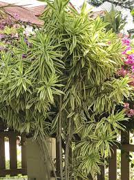 Dracaena plant care is fairly simple, and they can even withstand a certain amount of neglect. Draecaena Reflexa Song Of India Care And Growing Tips