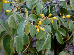 Image result for Rourea