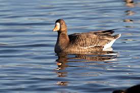 Maybe you would like to learn more about one of these? On The Wild Side Sight Of Greater White Fronted Geese Was A Big Deal Beach Metro Community News