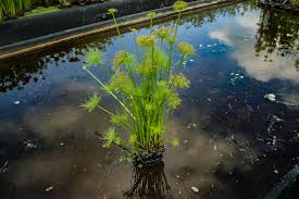Image result for Cyperus papyrus