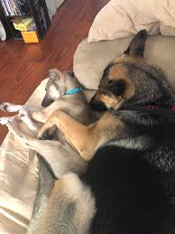 33,950 likes · 1,650 talking about this. My German Shepherd Was Having A False Pregnancy So I Got Her A German Shepherd Alaskan Husky Puppy She Thinks It S Hers And The Pup Thinks She S Her Mom And I M Never Going
