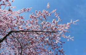 Check spelling or type a new query. Il Pruno Da Fiore Ama I Piccoli Giardini