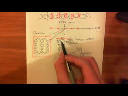 Image result for Delta F508