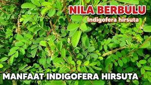 Image result for Indigofera astragalina-hirsuta