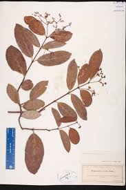 Image result for Hippocratea