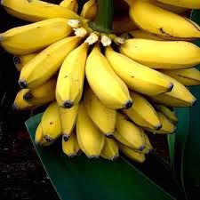 We did not find results for: Buy Banana G9 Kela Plant Online From Nurserylive At Lowest Price