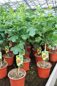 Feigenbaum Ficus Grune Frucht Ficus Feigenbaum Und Grune Fruchte